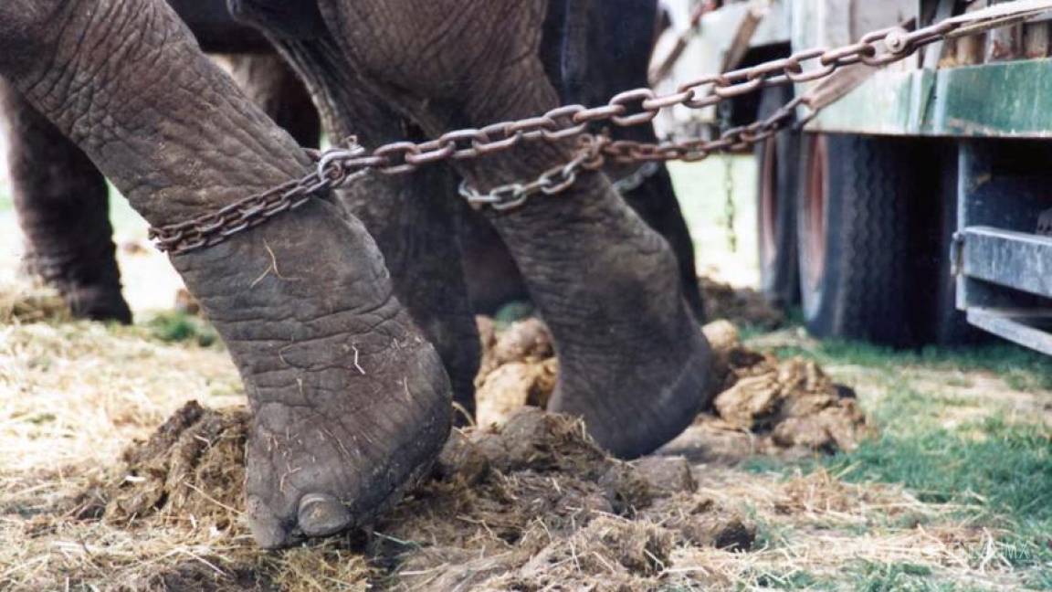Puebla también prohíbe circos con animales