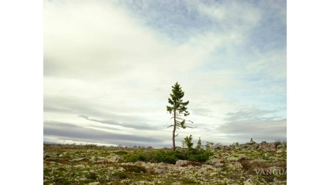 El árbol vivo más viejo del mundo está en Suecia y data de la era glacial