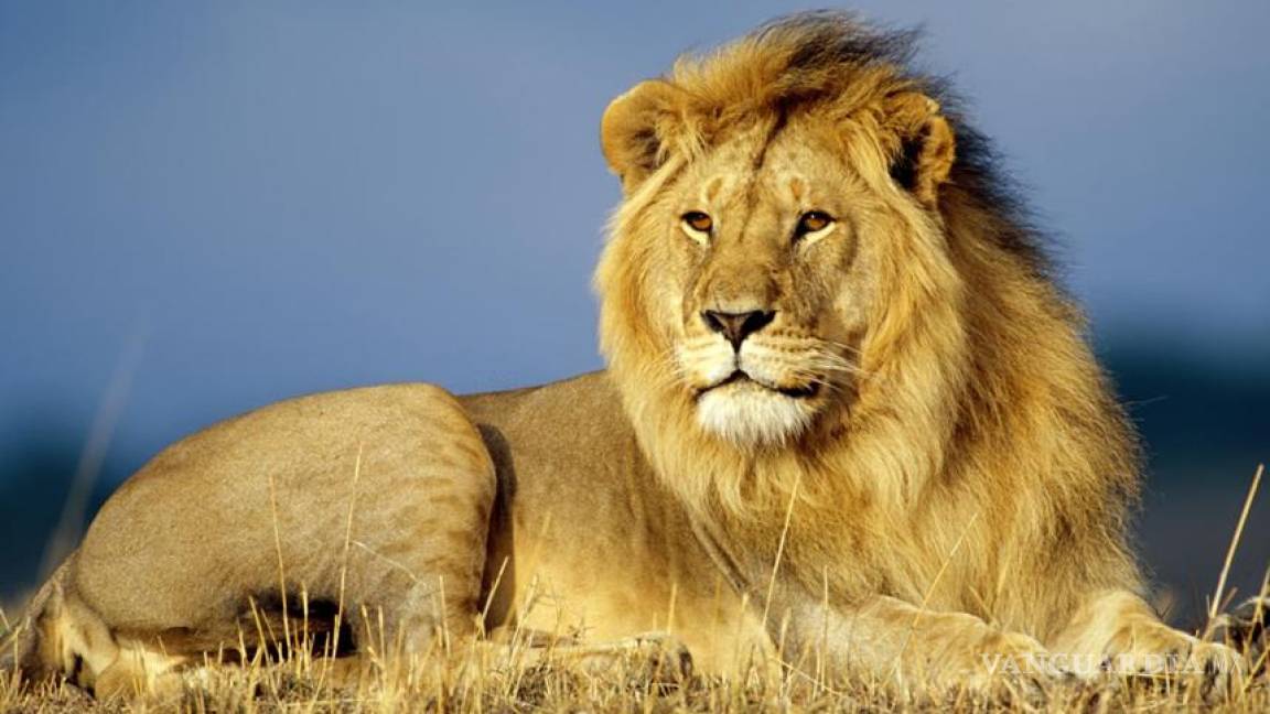 El ancestro del león moderno vivió hace 124 mil años