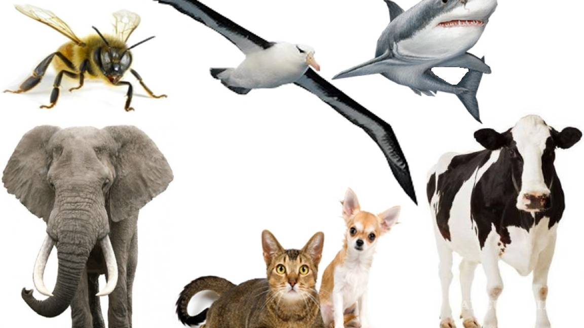 Estos son los siete animales capaces de predecir desastres naturales