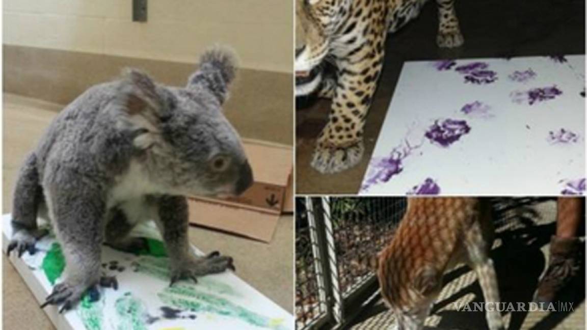 El Zoo de Miami inaugura muestra de pinturas hechas por animales