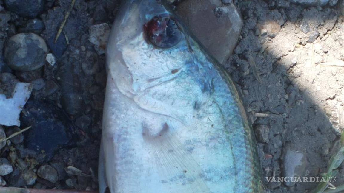 Ecocidio en el Río Sabinas; mueren miles de peces