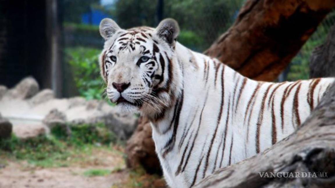Ordenan a Zoológico de Morelia recuperar tigre e hipopótamo
