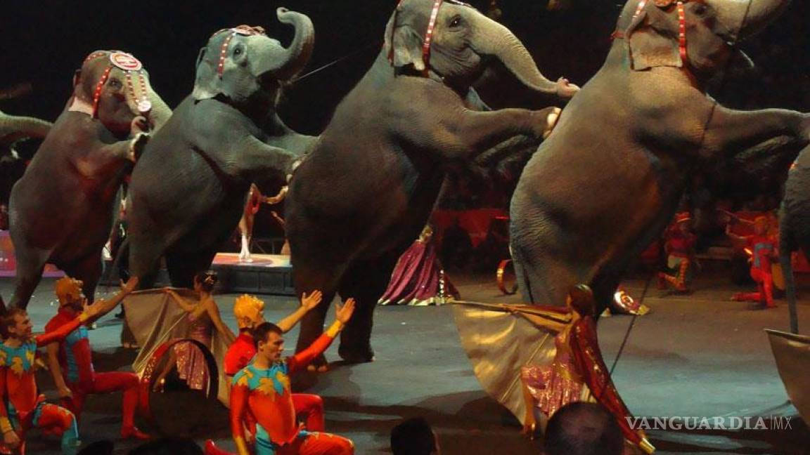 Prohíben circos con animales en León, Guanajuato