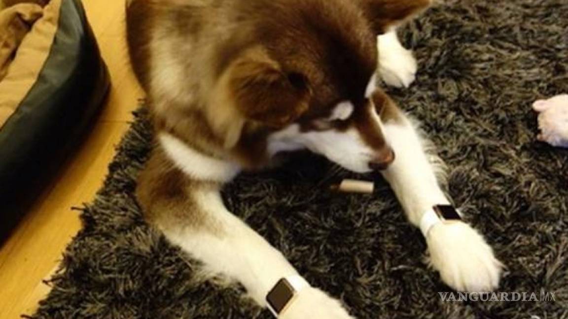 Junior presume regalo a su perro: 2 Apple Watch de oro