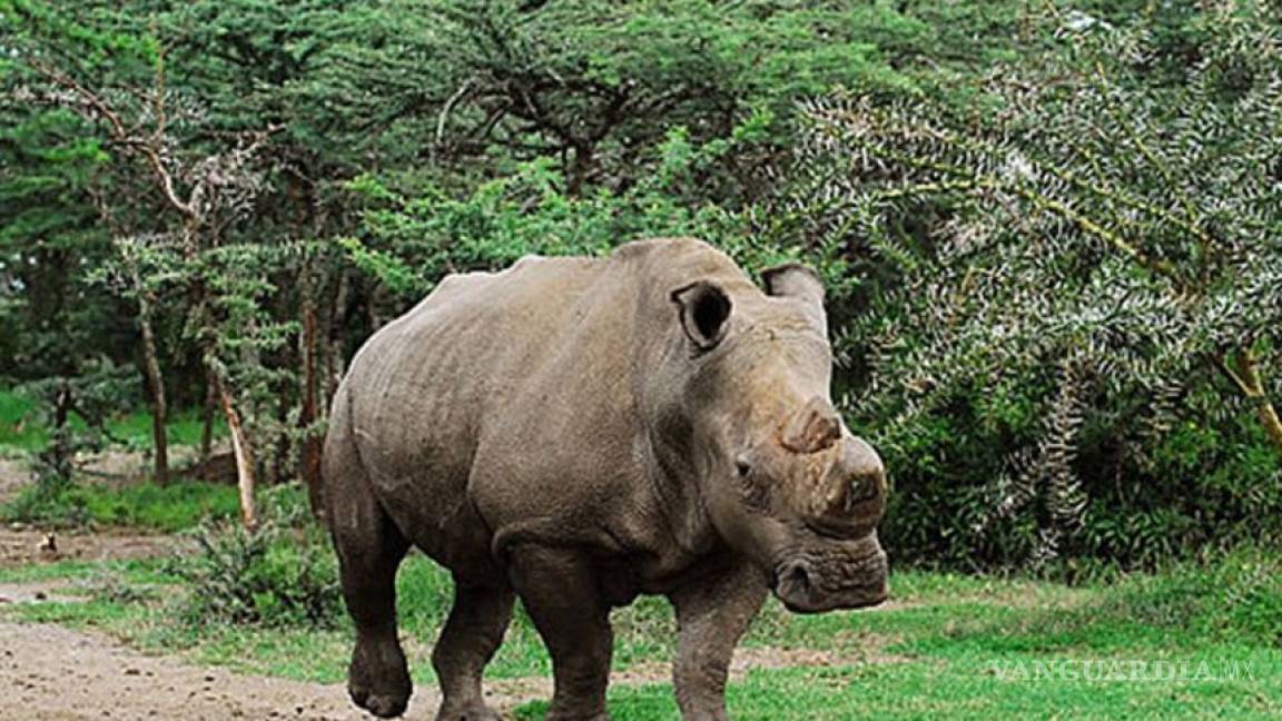 Sólo queda un rinoceronte blanco norteño en todo el mundo
