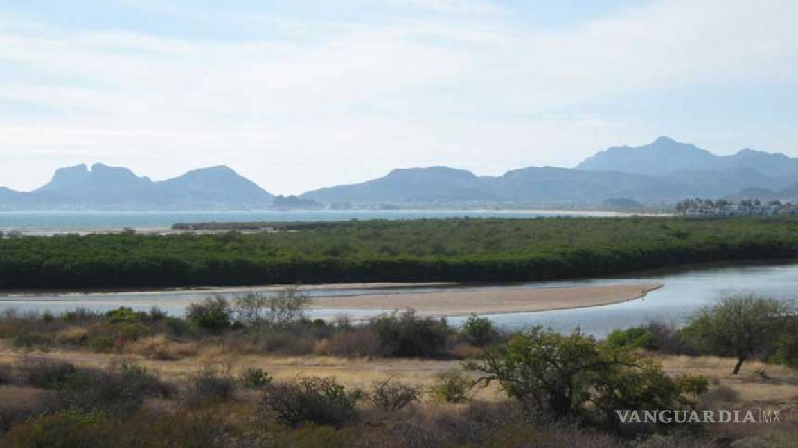 Destruyen más de 750 hectáreas de mangle en Sonora