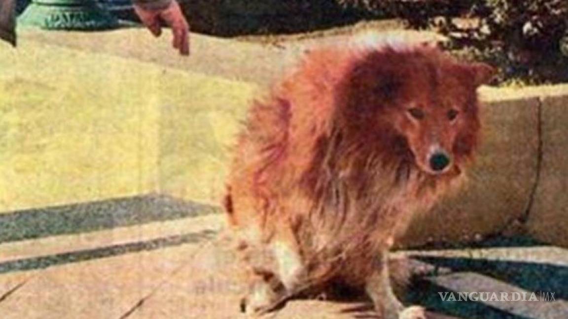 Muere Collie, el perro que vivió nueve años al lado de la tumba de su amo en Argentina