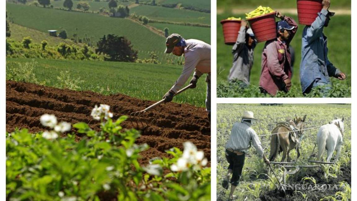 Actividad agrícola en Latinoamérica crecerá entre 2015-2024, dicen FAO y OCDE