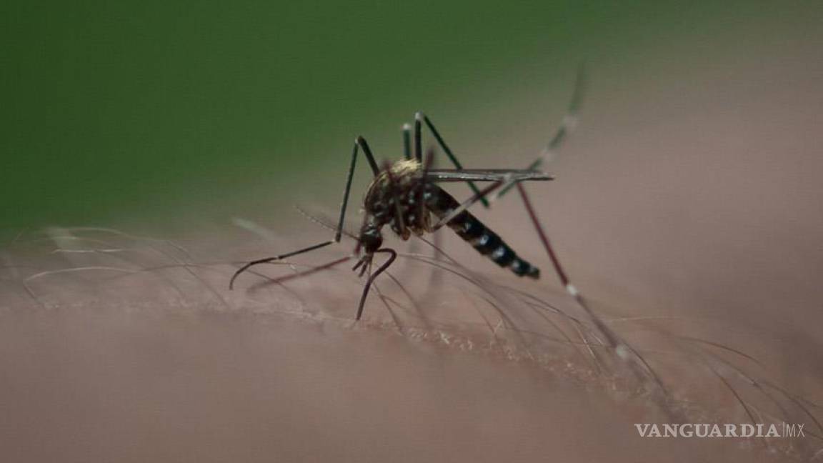 Secretaría de Salud reporta 25 casos de Chikungunya