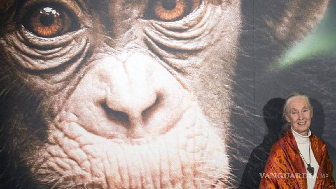 Jane Goodall cumple 80 años: Una vida dedicada a los chimpancés