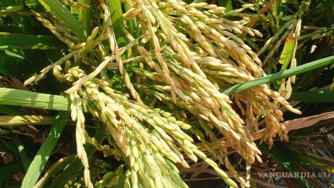 Producción de arroz cae ante auge de otros cultivos y olvido gubernamental