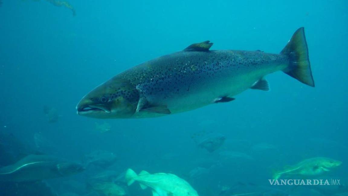 Descifran genoma completo del salmón atlántico