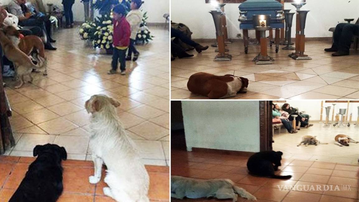 Perros acuden a funeral de mujer que los alimentaba