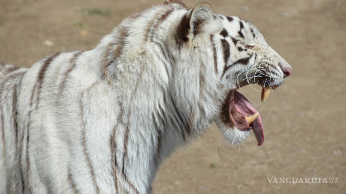 Llega leona blanca al zoológico de Monclova