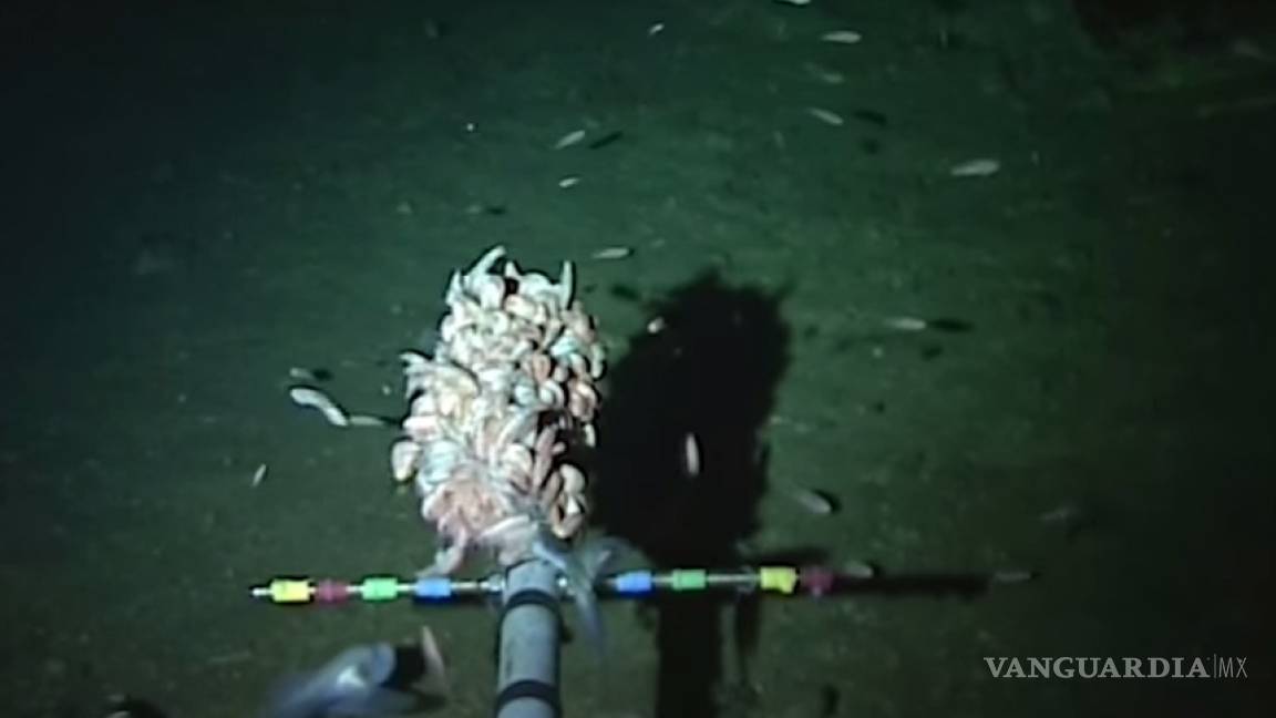 Graban un pez que vive a más de 8,000 metros de profundidad