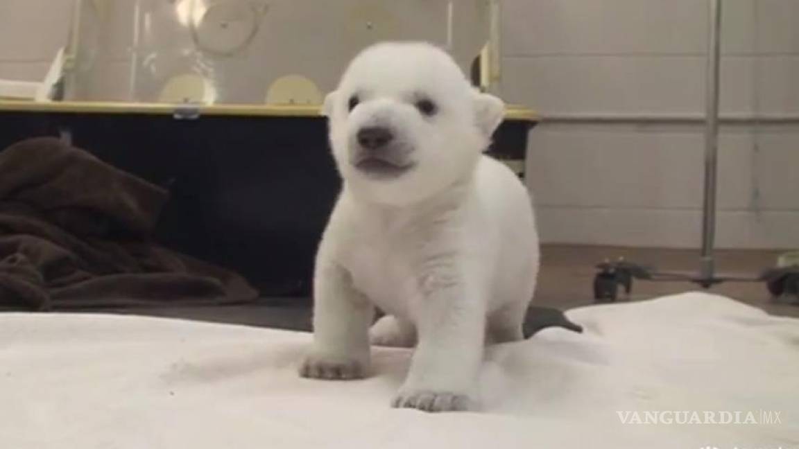 Primeros pasos de un oso polar bebé conmueven en internet