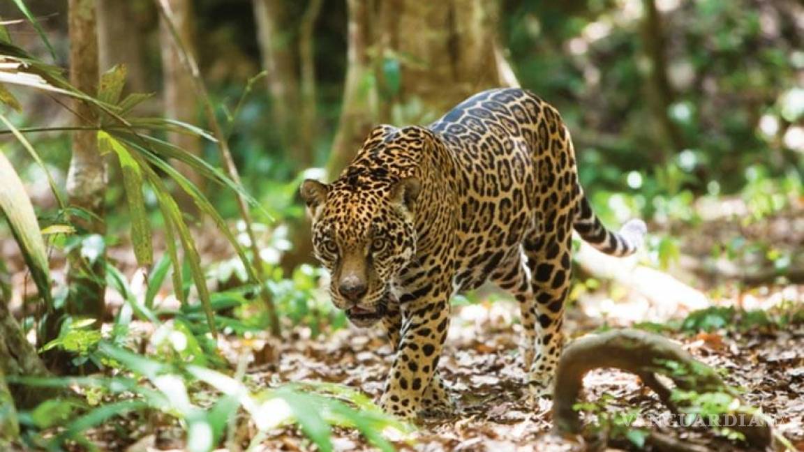 Persiste la cacería de jaguares y otras especies protegidas en México