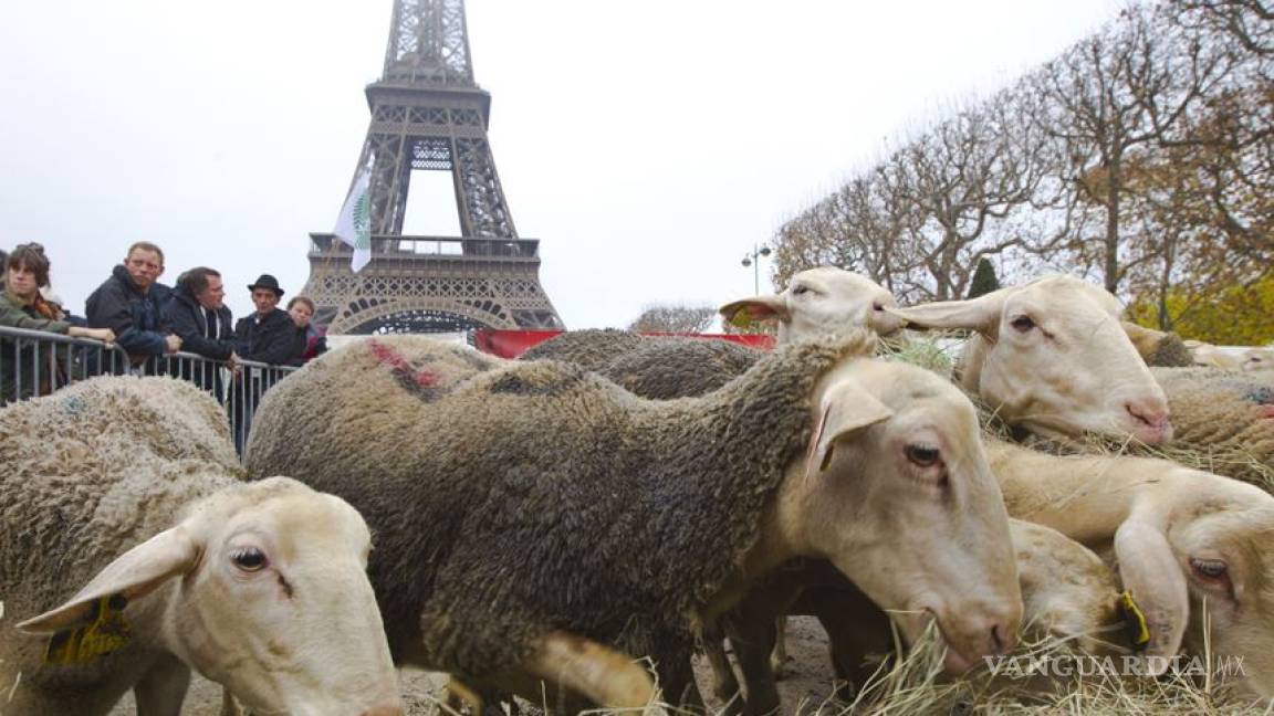 'Protestan' ovejas contra lobos en París