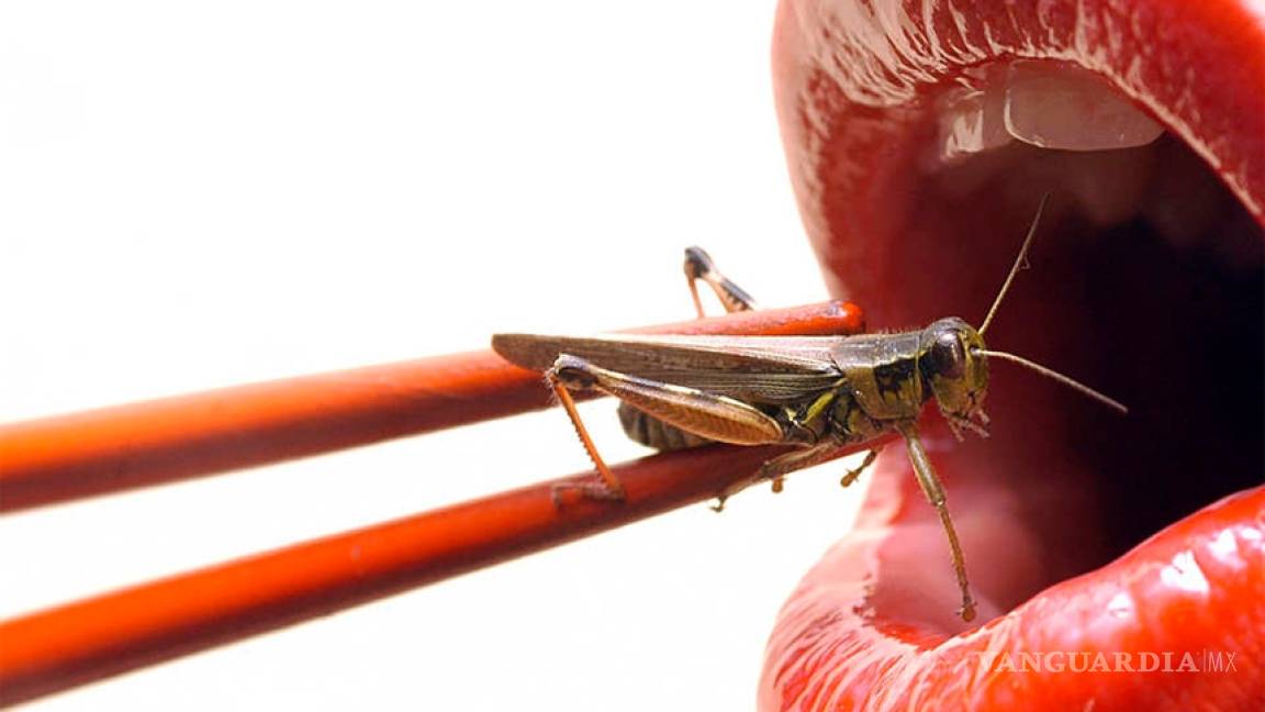Insectos, ¿la comida del futuro?