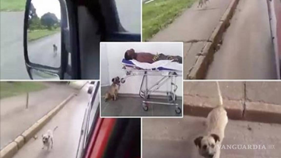 Perro corre tras ambulancia para acompañar a su dueño al hospital