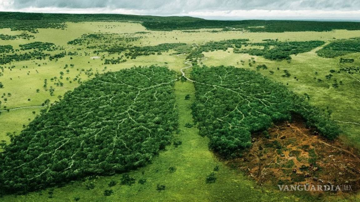 La humanidad ya ha destruido la mitad de todos los árboles del planeta