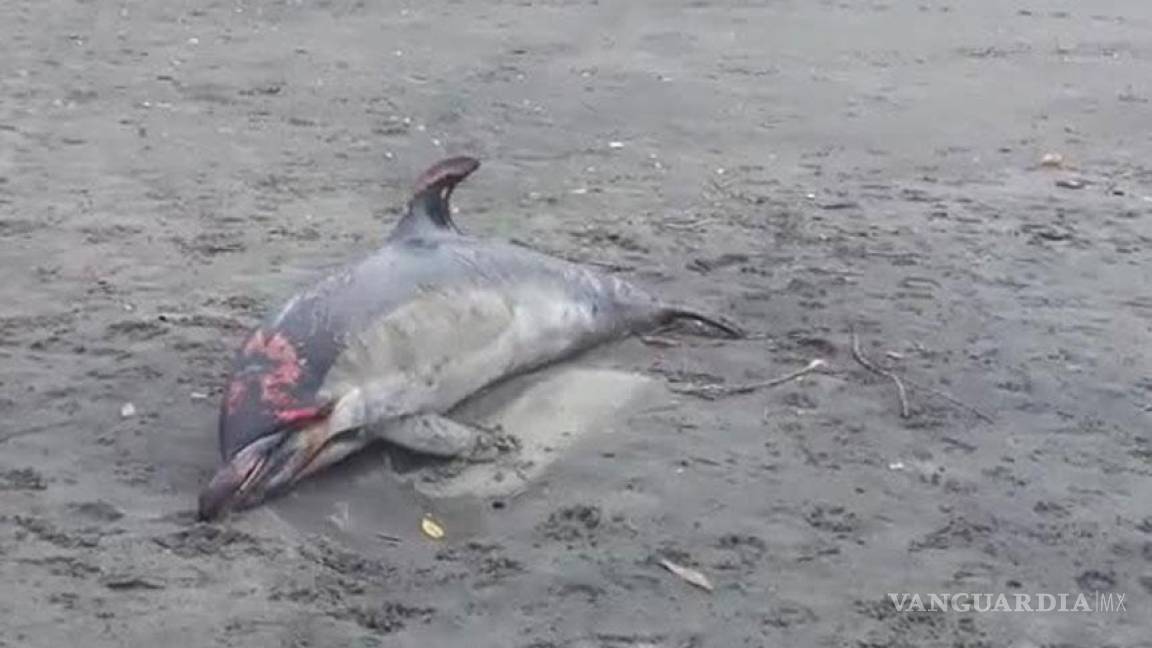 Aparece delfín muerto en playa de Nayarit