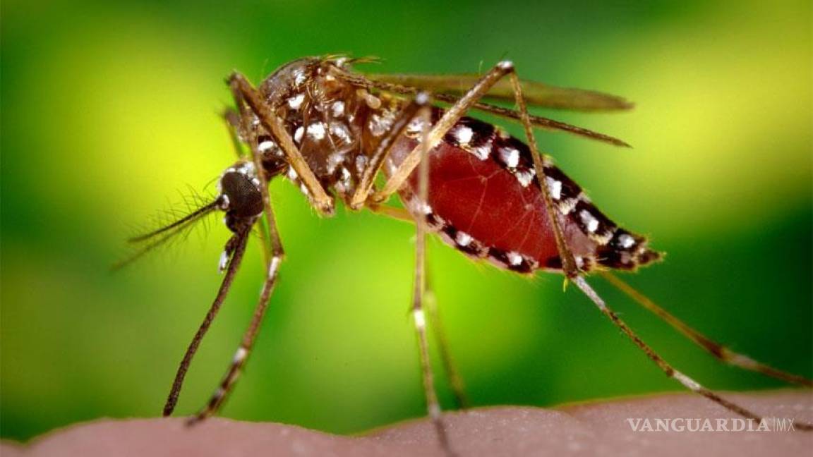 Reduce Colima la incidencia del dengue