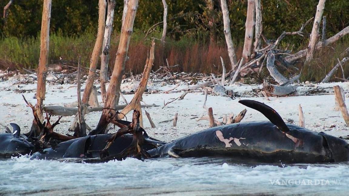 Aumenta a 33 número de ballenas muertas en Florida