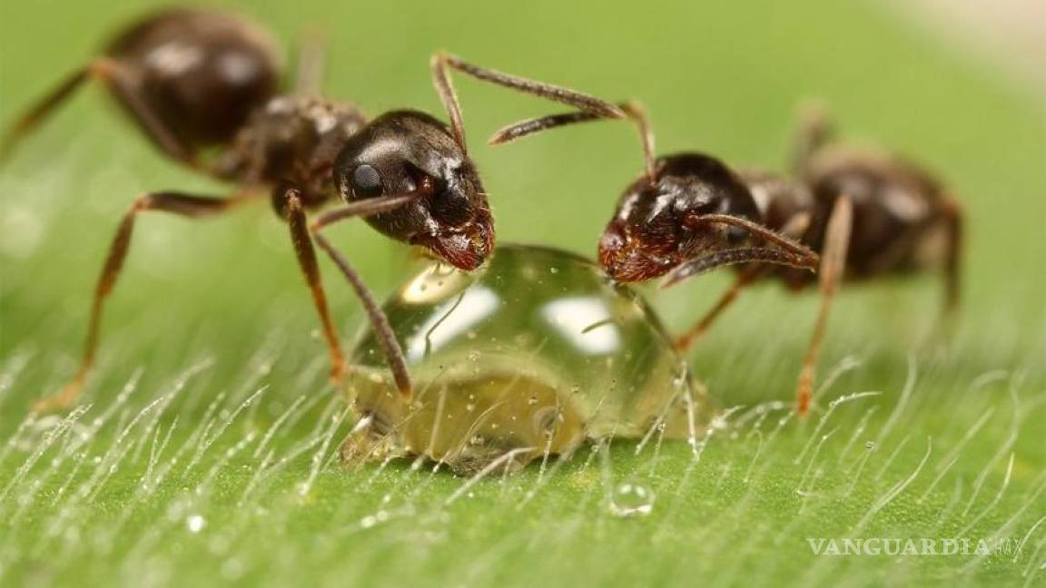 Las hormigas, &quot;más eficientes que Google&quot; para procesar información
