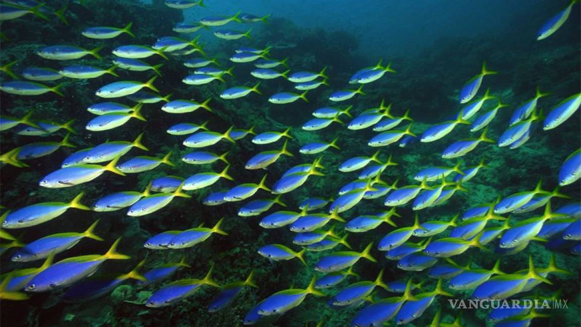Calentamiento global afecta al crecimiento de los peces en la zona ecuatorial