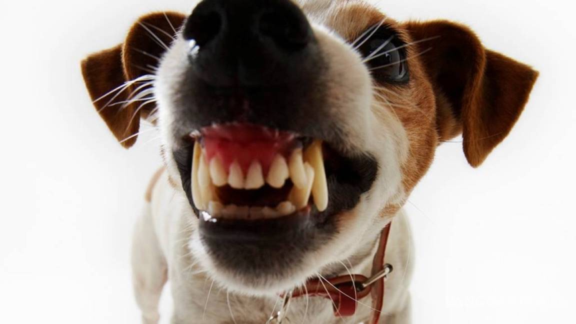 Los perros rehúyen a las personas desagradables con sus dueños, según estudio