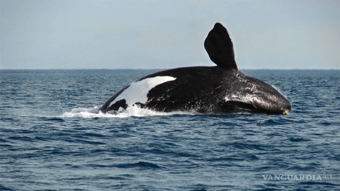 Encuentran ballena jorobada muerta en playas de Chiapas
