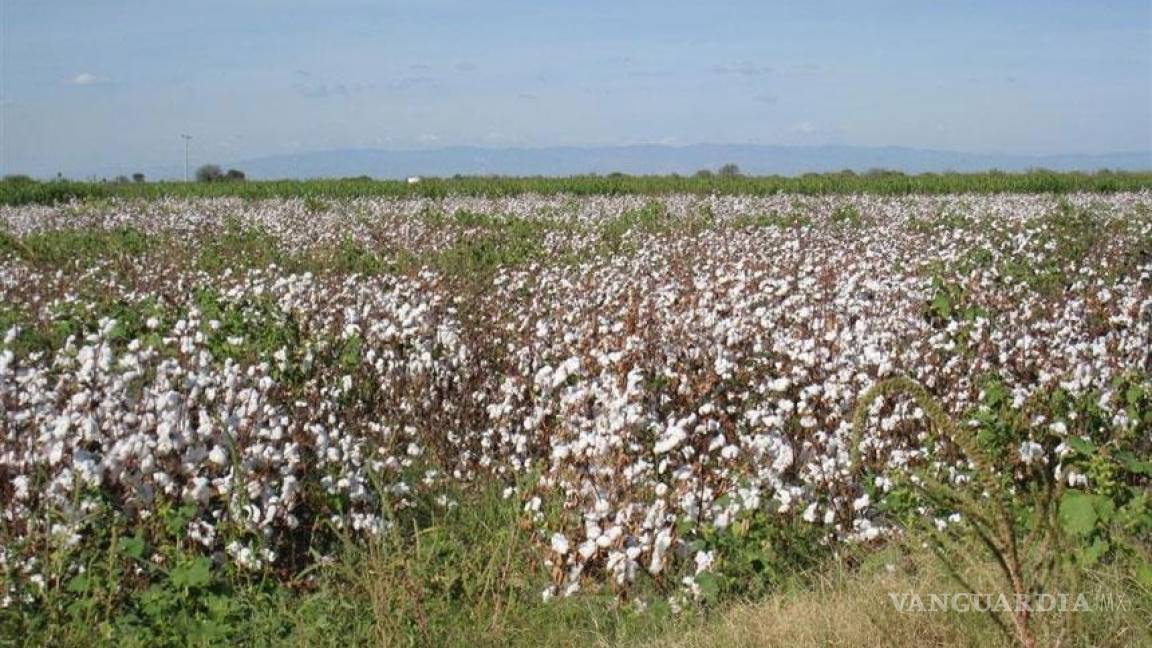 Se duplicó la producción algodonera en Coahuila