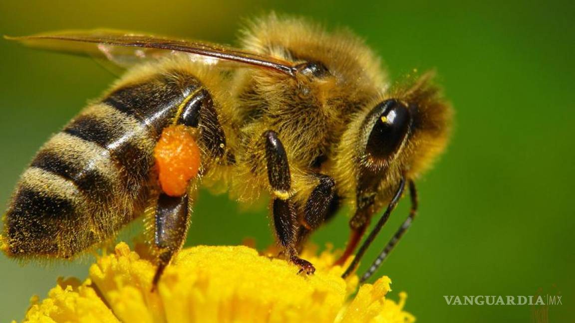 Nuevo pesticida daña a abejas y muchas otras especies benéficas