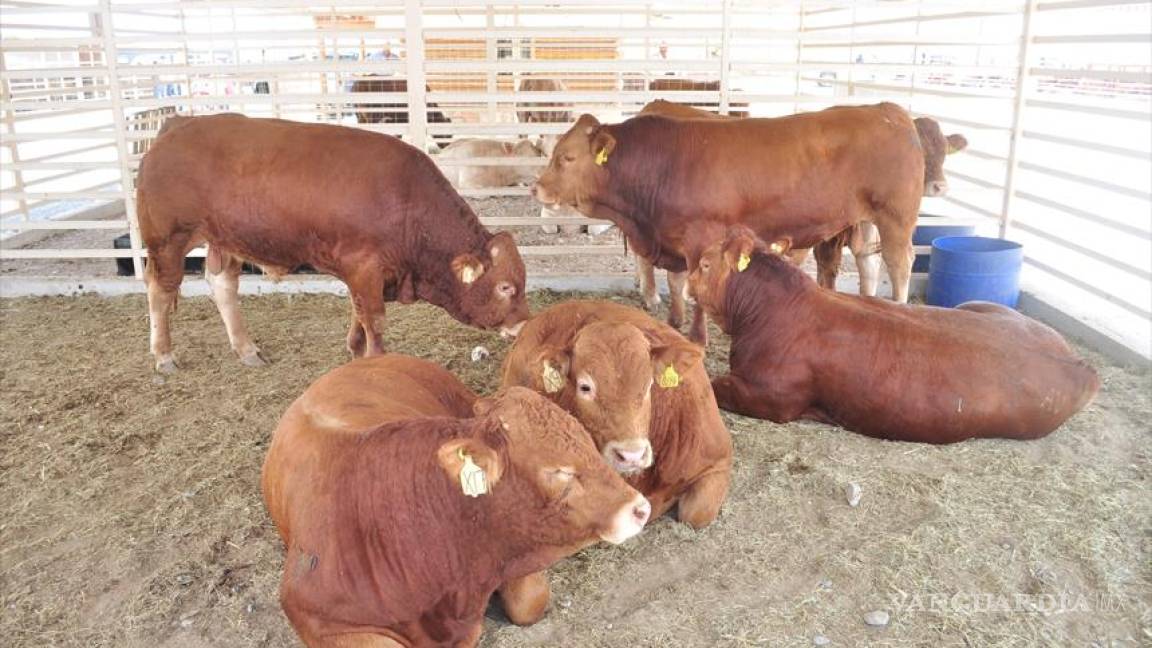 Se recuperan hatos ganaderos en Monclova