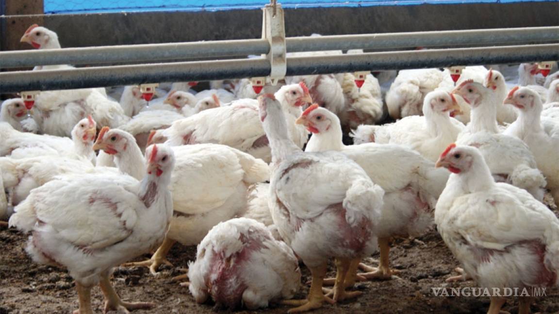 Pese a la gripe aviar, crece 3% la producción avícola