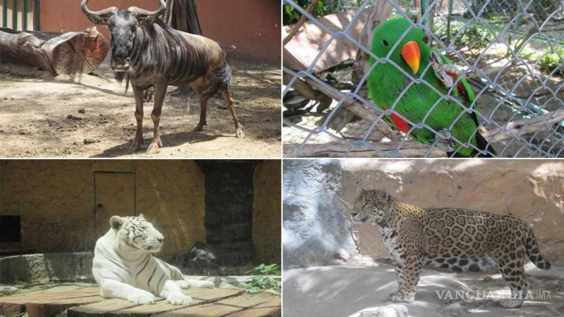 Profepa asegura 377 animales de dos zoológicos en Aguascalientes