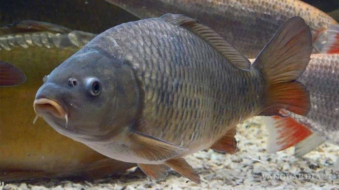 Descubren pez con células capaces de combatir enfermedades