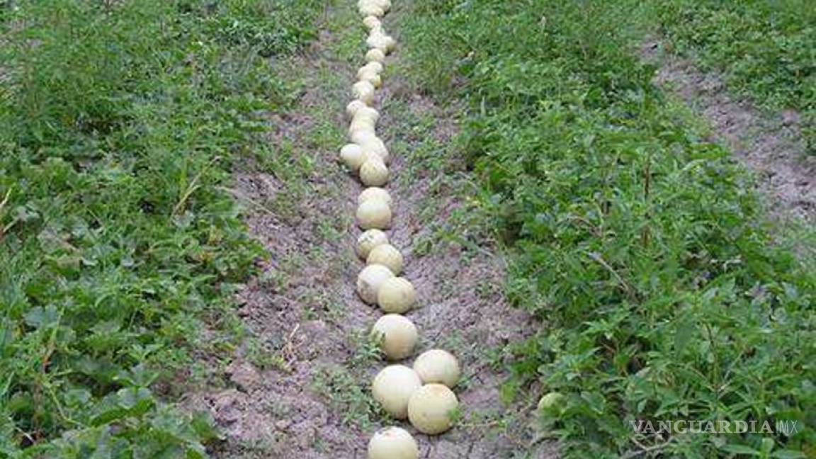 Meloneros de La Laguna claman por dejar de ser víctimas del coyotaje