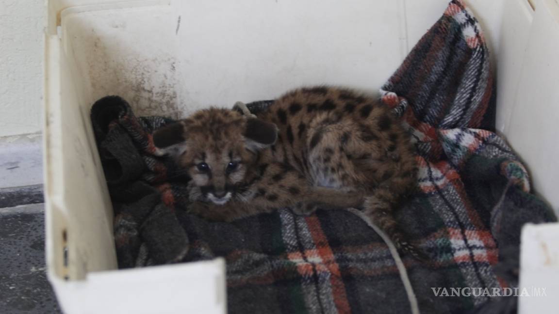 Hallan leopardo bebé en la Sierra de Arteaga