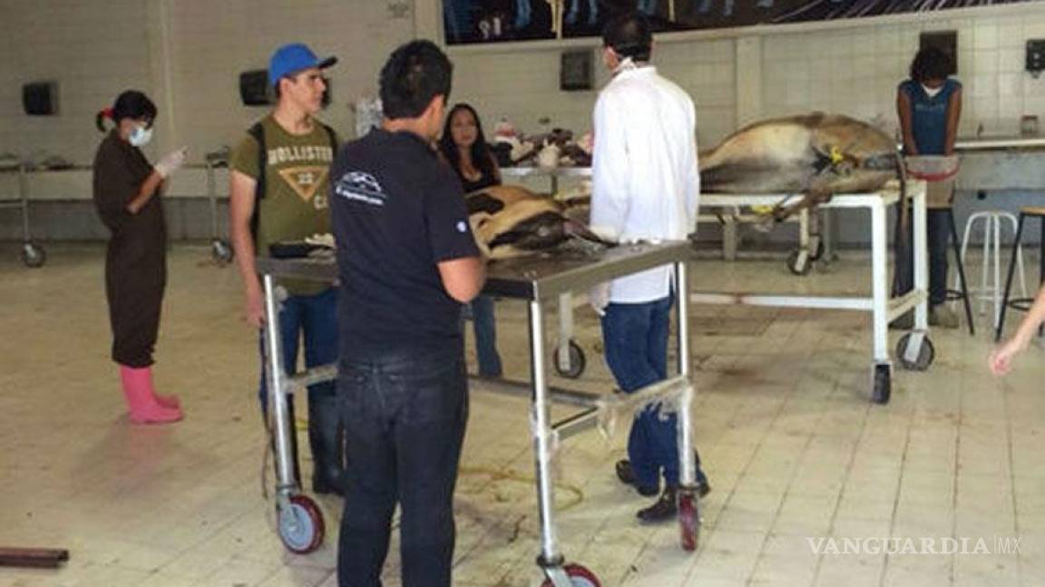 Polémica por burros que sacrificarían en la Narro de Torreón