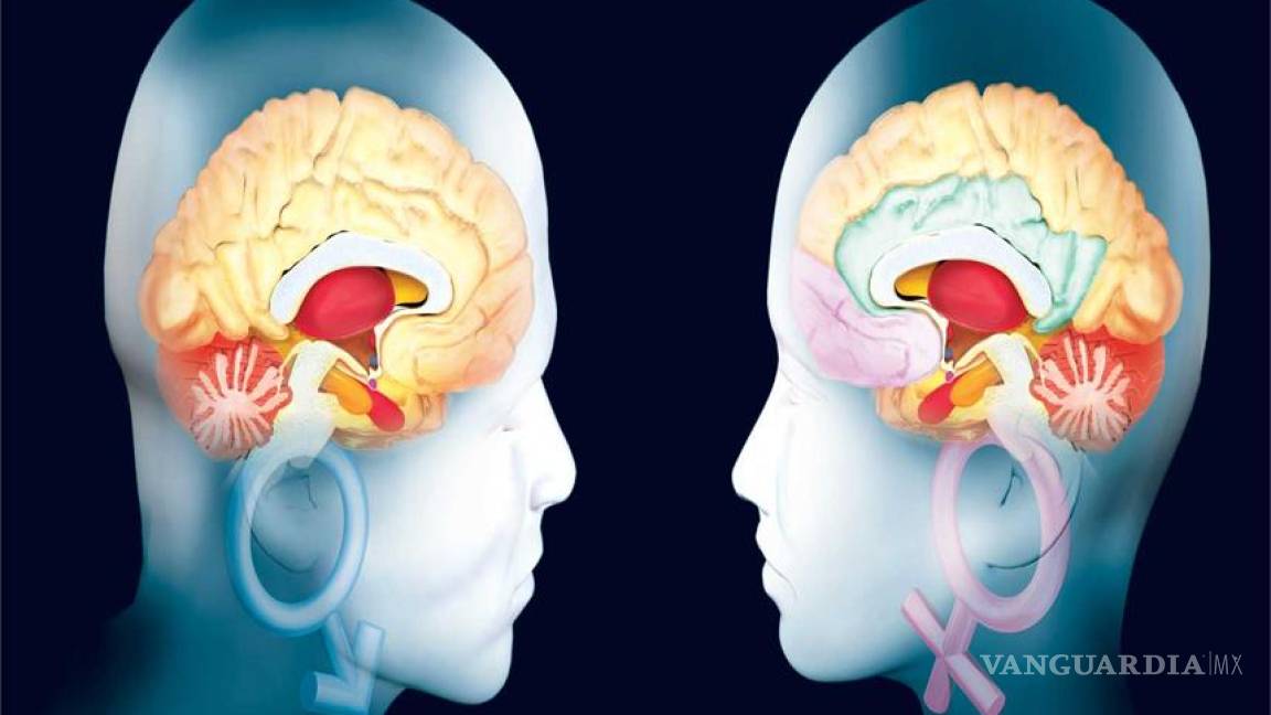 El cerebro de hombres y mujeres es diferente