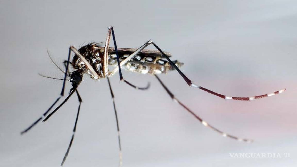 &quot;Aedes aegypti&quot;, el temido mosquito del Caribe