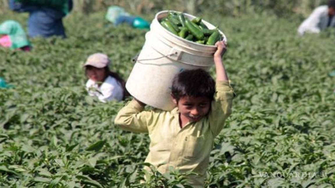 Explotan a niños indígenas en campos agrícolas de Guanajuato
