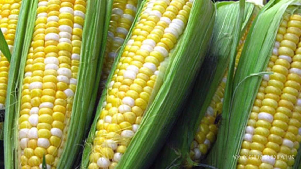 Sigue vigente la suspensión para sembrar maíz transgénico tras apelación de ONG