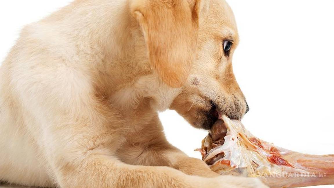 10 alimentos que pueden matar a tu perro