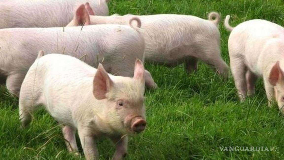 Científicos alteran gen y crean cerdos 'súper musculosos'