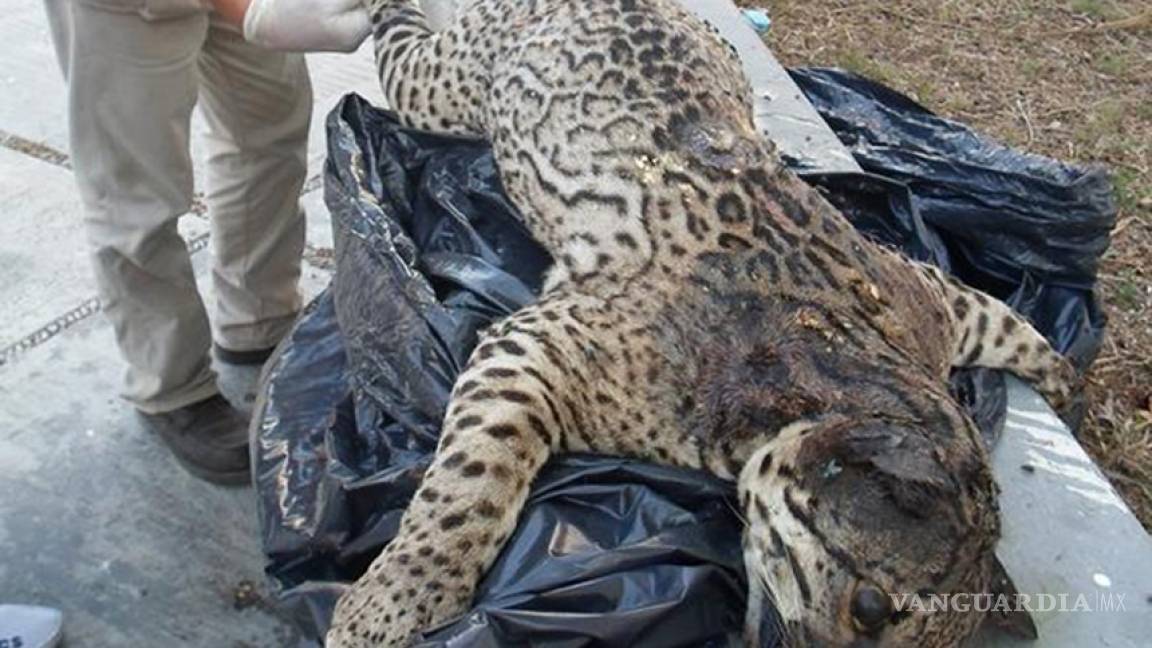 Presuntos cazadores matan ocelote con municiones en Yucatán