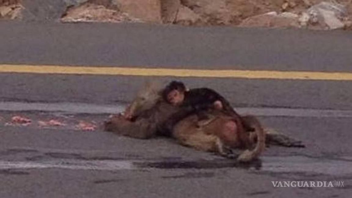 Conmueve foto de bebé mono que llora sobre su madre atropellada